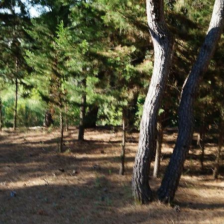 Dalmatinska Kuca Terace Villa Skradin Exteriör bild